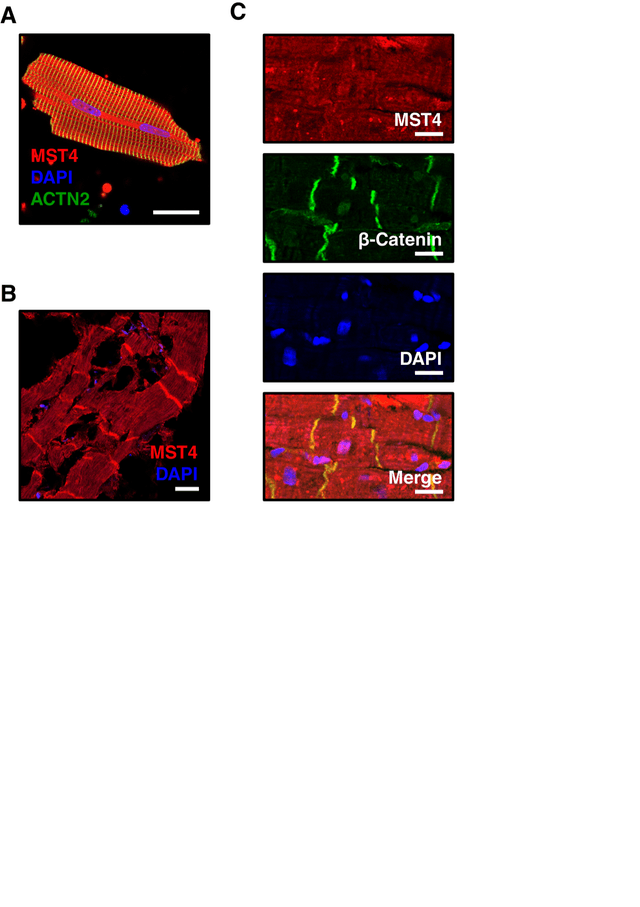 STRIP2 — Figure 2