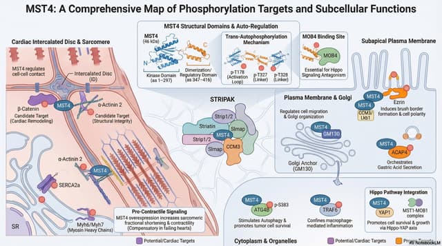 MST4 — Phosphorylation Targets and Subcellular Functions